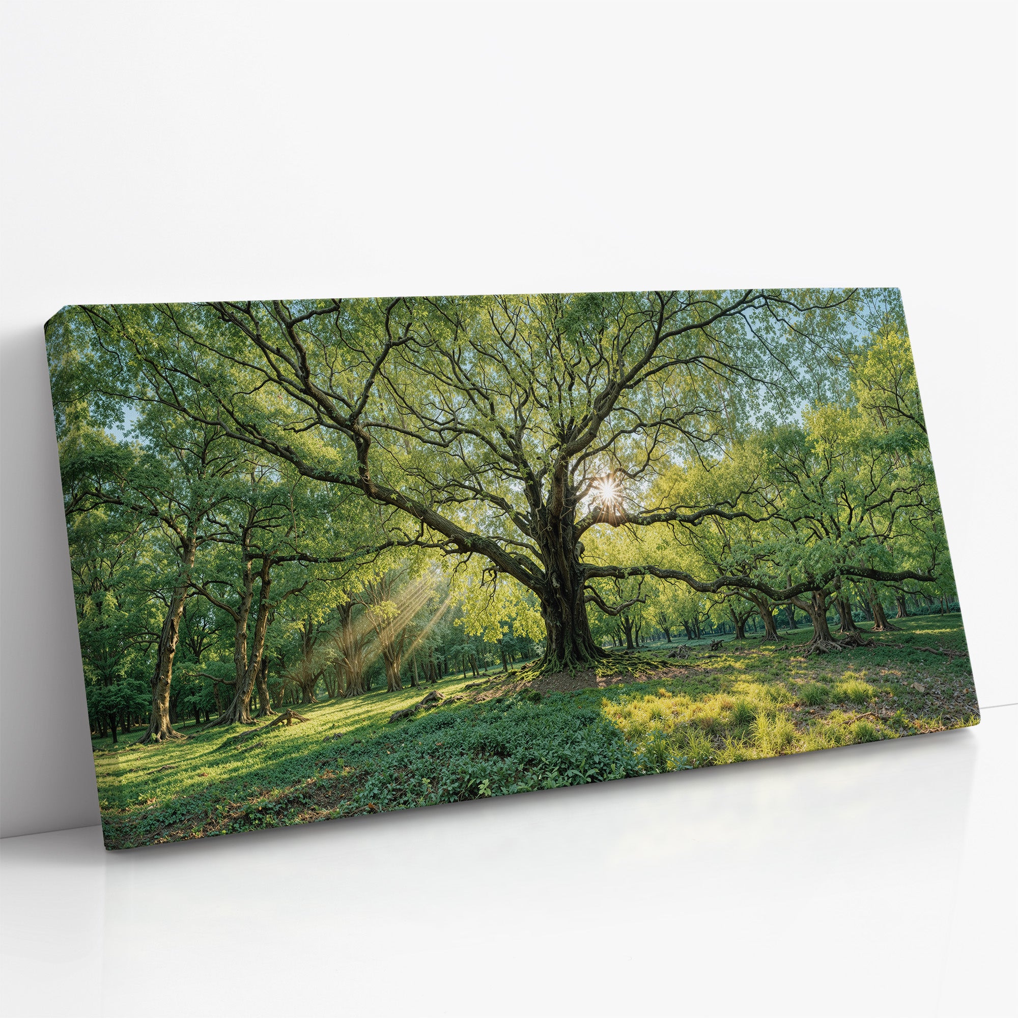 Roots of Morning Light