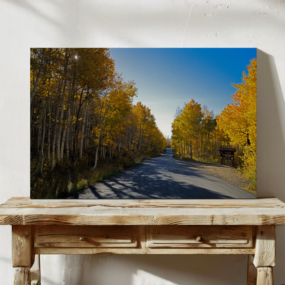 Golden Forest Path